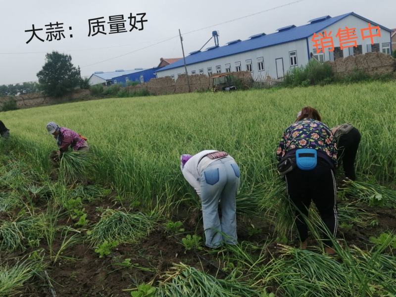 优质大蒜青蒜产地批发一手货源量大从优视频看