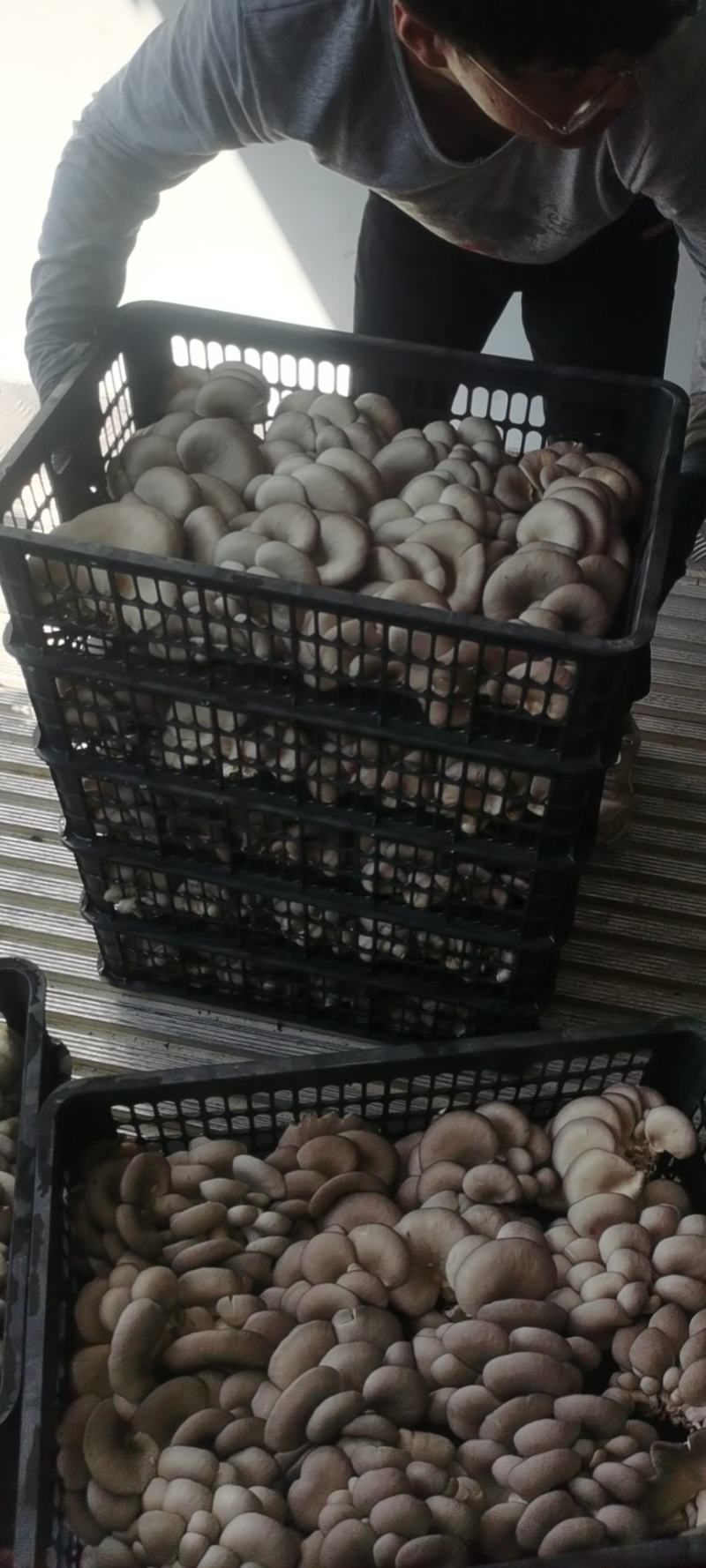 陕西反季节平菇