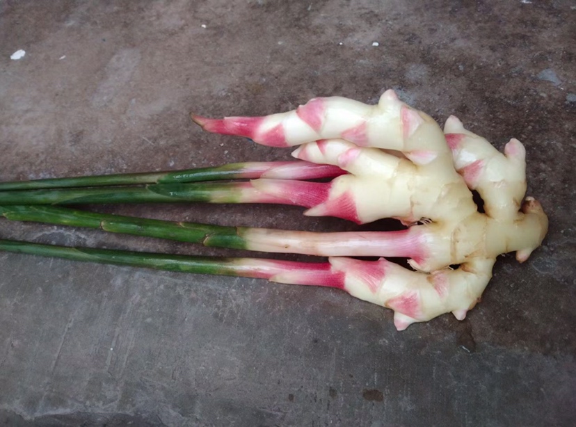 新仔姜用于凉拌菜的美食图