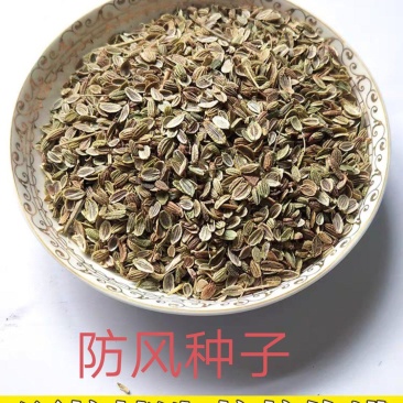 出售2025年新防风种子