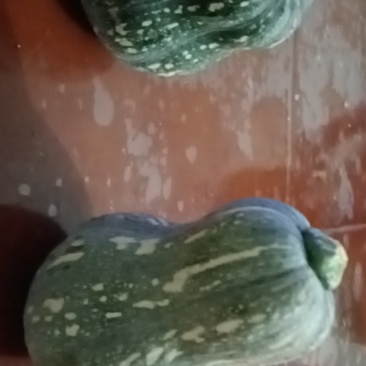 金香南瓜