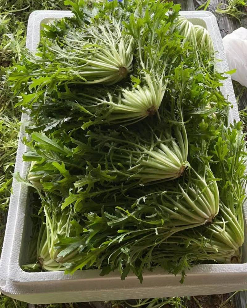 苦菊。新民苦菊，产地直营。自家棚子。保质保量