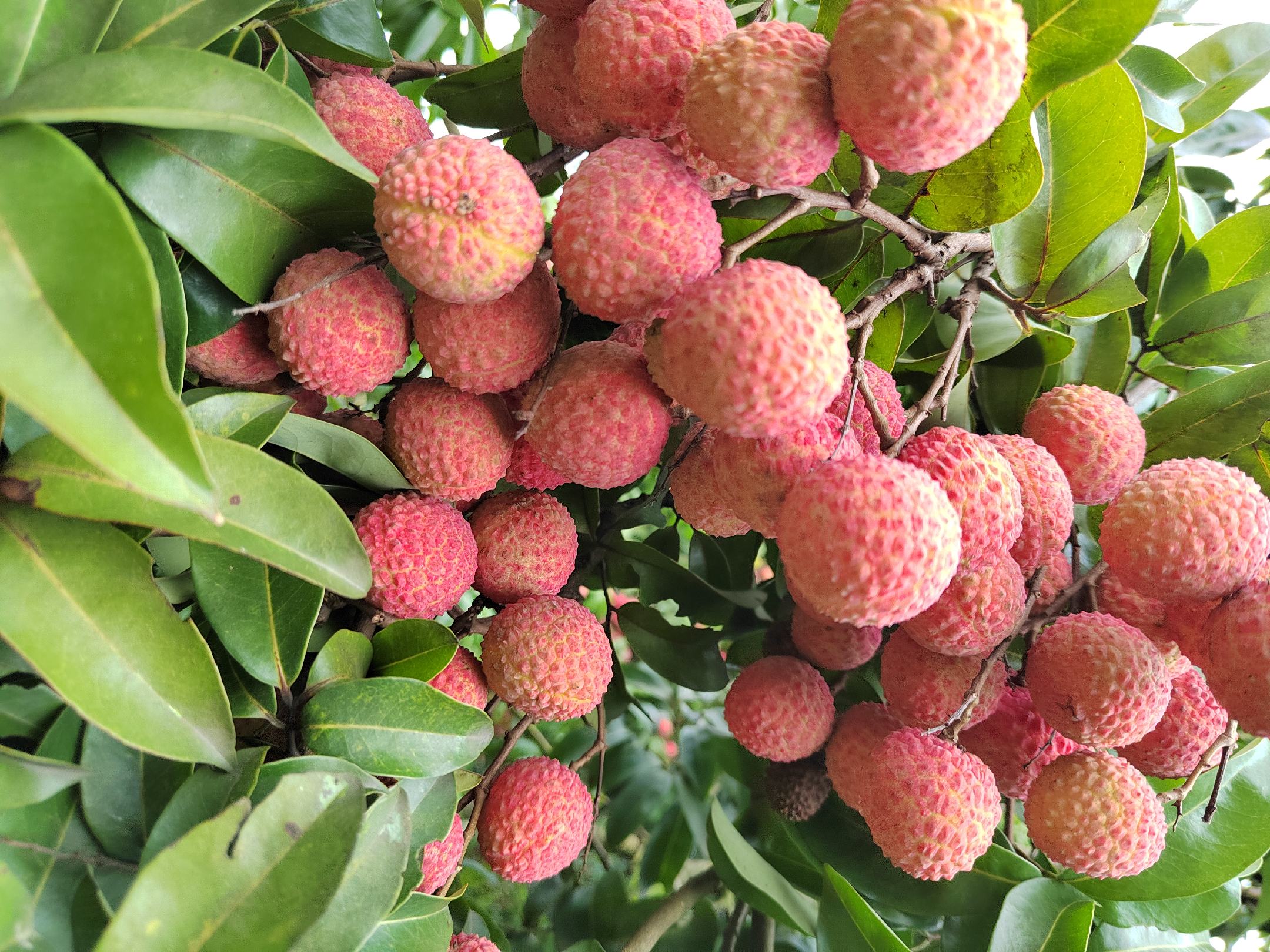 南红荔枝整串挂果特写