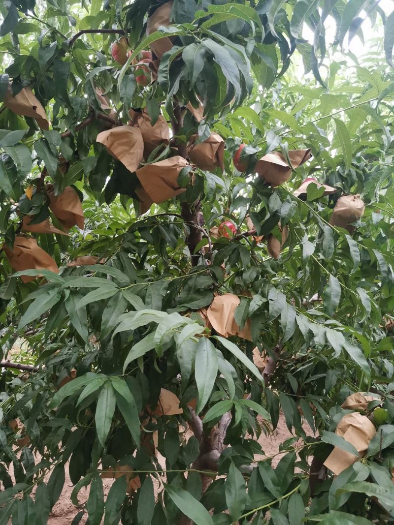 油蟠七已成熟了，颜色漂亮，口感脆甜爽口，个头大，货源充足