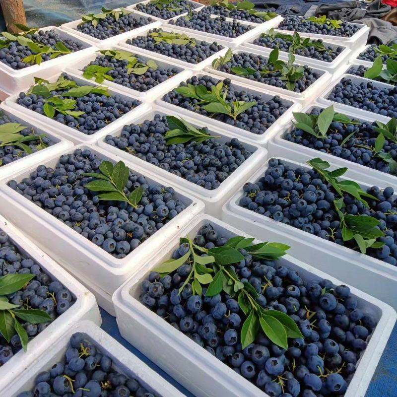 产地蓝莓品种多果品好量大专业代办为客户负责