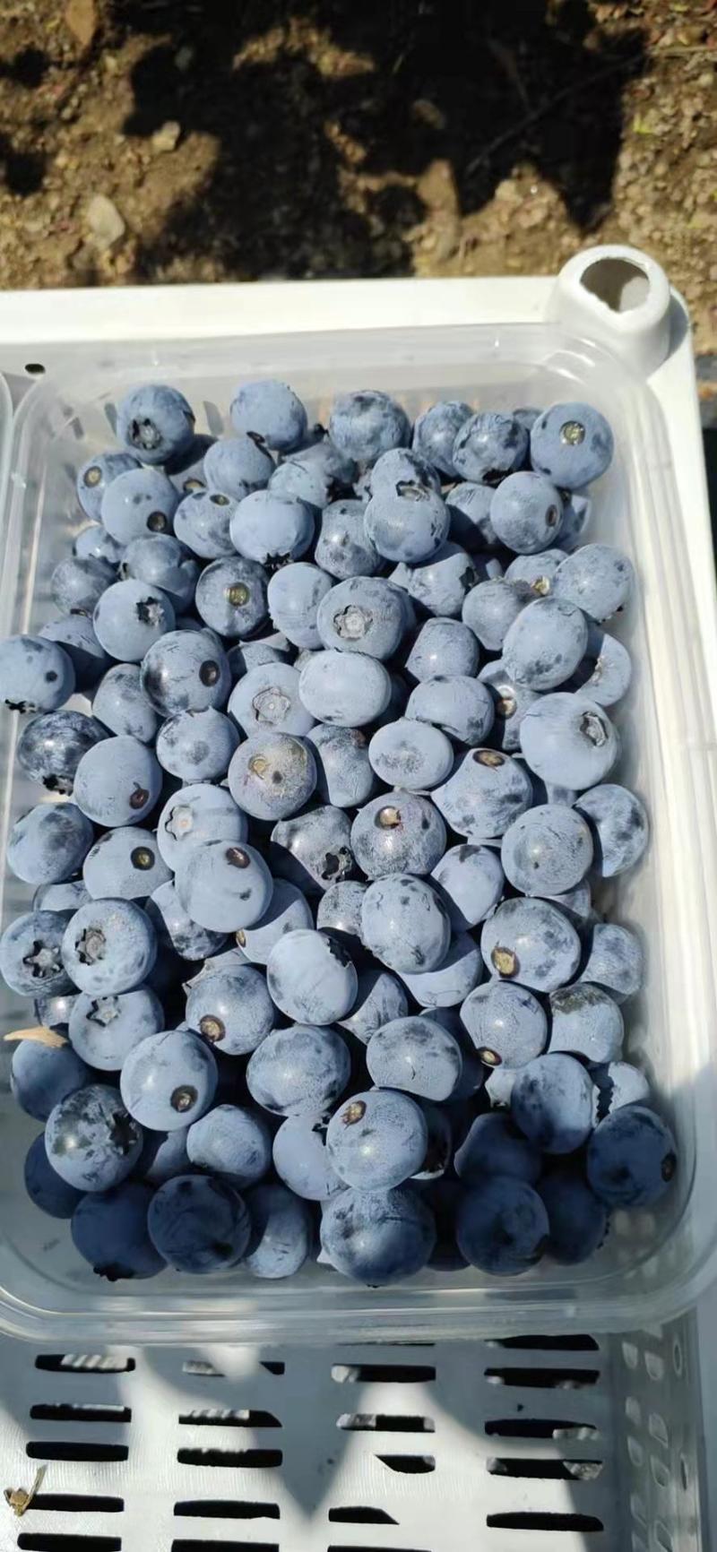 产地蓝莓品种多果品好量大专业代办为客户负责