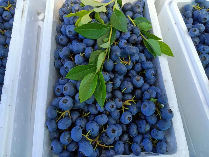 产地蓝莓品种多果品好量大专业代办为客户负责