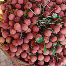 禾荔大量上市欢迎厂家批发商对接货量充足永和水果合作社