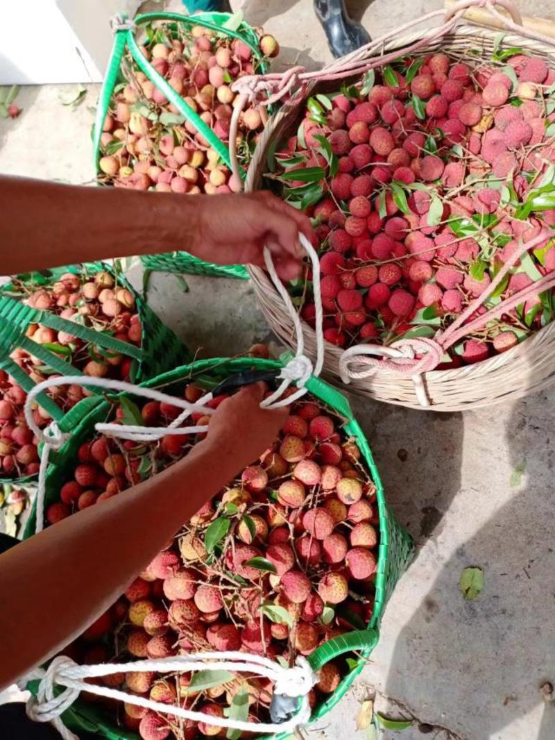 禾荔大量上市欢迎厂家批发商对接货量充足永和水果合作社