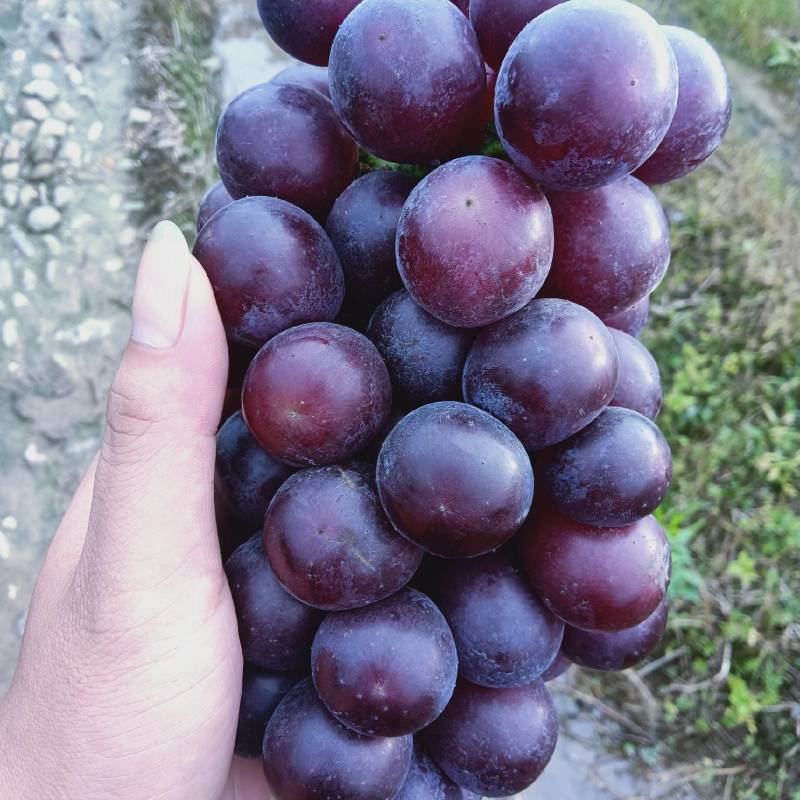 夏黑葡萄，夏黑葡萄