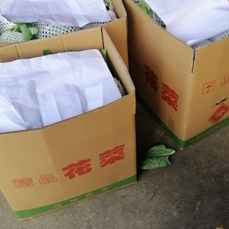 花菜产地，专业工人打包上车，质量为王，海量供货诚信为本