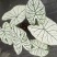 北欧风绿植泰国白色恋人彩叶芋白月光夏季室内植物