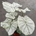 北欧风绿植泰国白色恋人彩叶芋白月光夏季室内植物