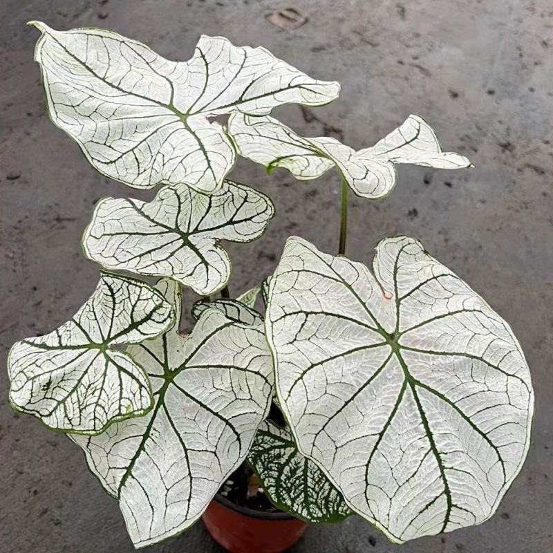 北欧风绿植泰国白色恋人彩叶芋白月光夏季室内植物