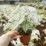 北欧风绿植泰国白色恋人彩叶芋白月光夏季室内植物