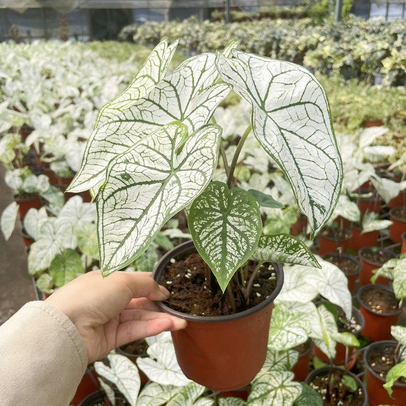 北欧风绿植泰国白色恋人彩叶芋白月光夏季室内植物