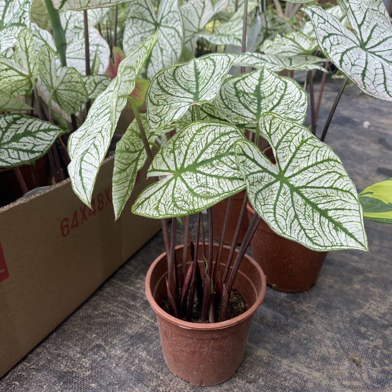 北欧风绿植泰国白色恋人彩叶芋白月光夏季室内植物