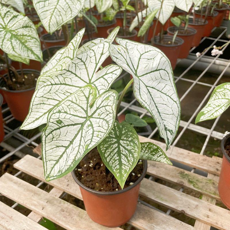 北欧风绿植泰国白色恋人彩叶芋白月光夏季室内植物