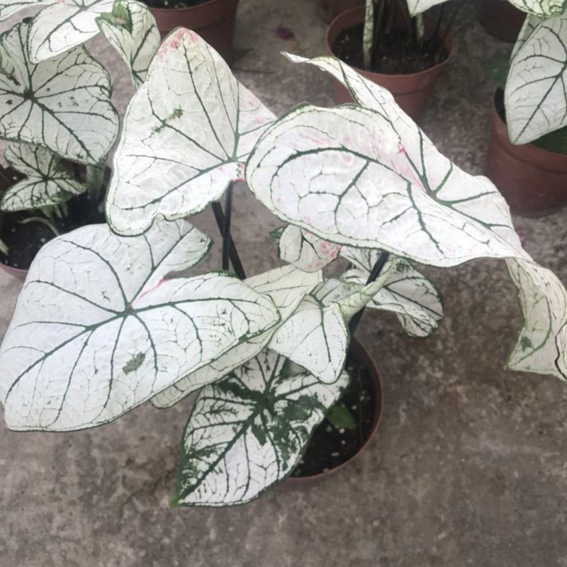 北欧风绿植泰国白色恋人彩叶芋白月光夏季室内植物