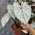 北欧风绿植泰国白色恋人彩叶芋白月光夏季室内植物