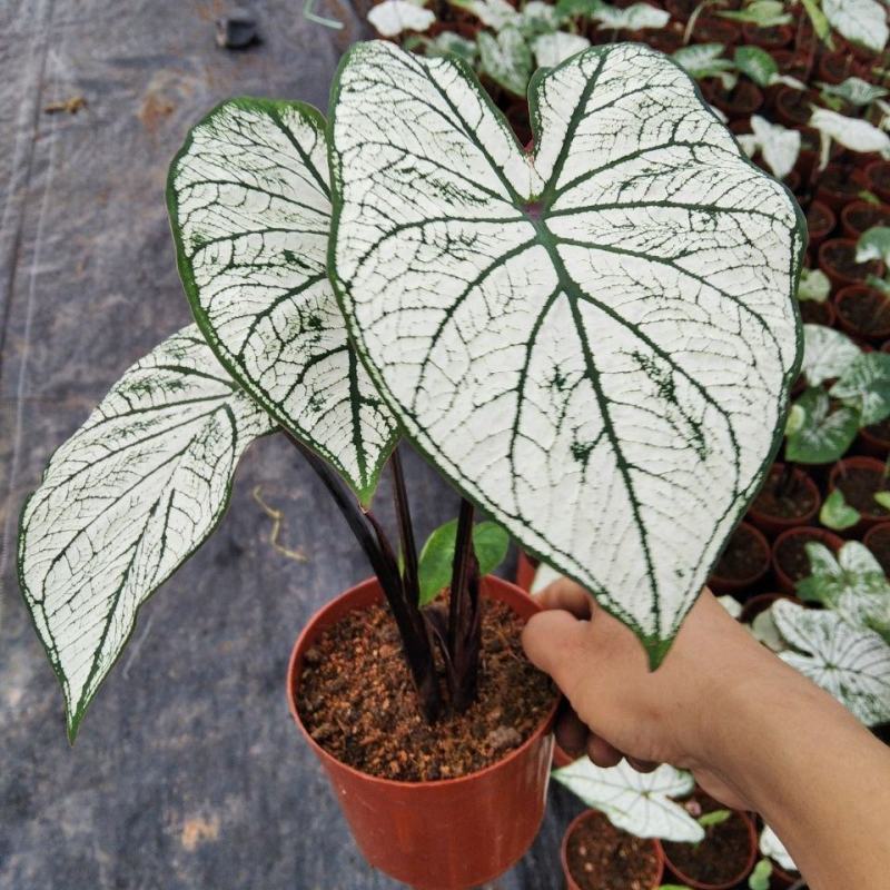 北欧风绿植泰国白色恋人彩叶芋白月光夏季室内植物