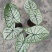 北欧风绿植泰国白色恋人彩叶芋白月光夏季室内植物