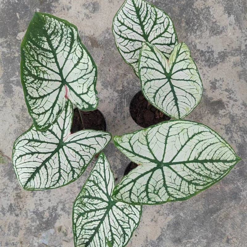 北欧风绿植泰国白色恋人彩叶芋白月光夏季室内植物
