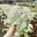 北欧风绿植泰国白色恋人彩叶芋白月光夏季室内植物