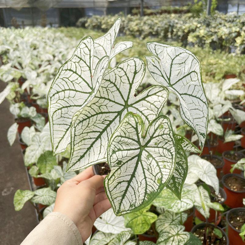 北欧风绿植泰国白色恋人彩叶芋白月光夏季室内植物