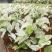 北欧风绿植泰国白色恋人彩叶芋白月光夏季室内植物