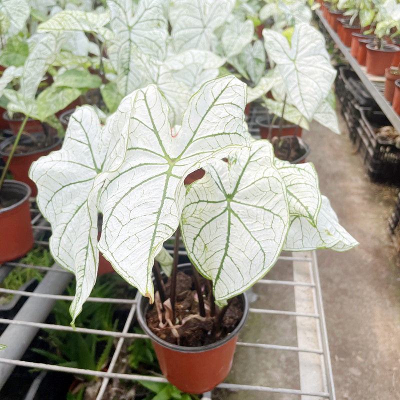北欧风绿植泰国白色恋人彩叶芋白月光夏季室内植物
