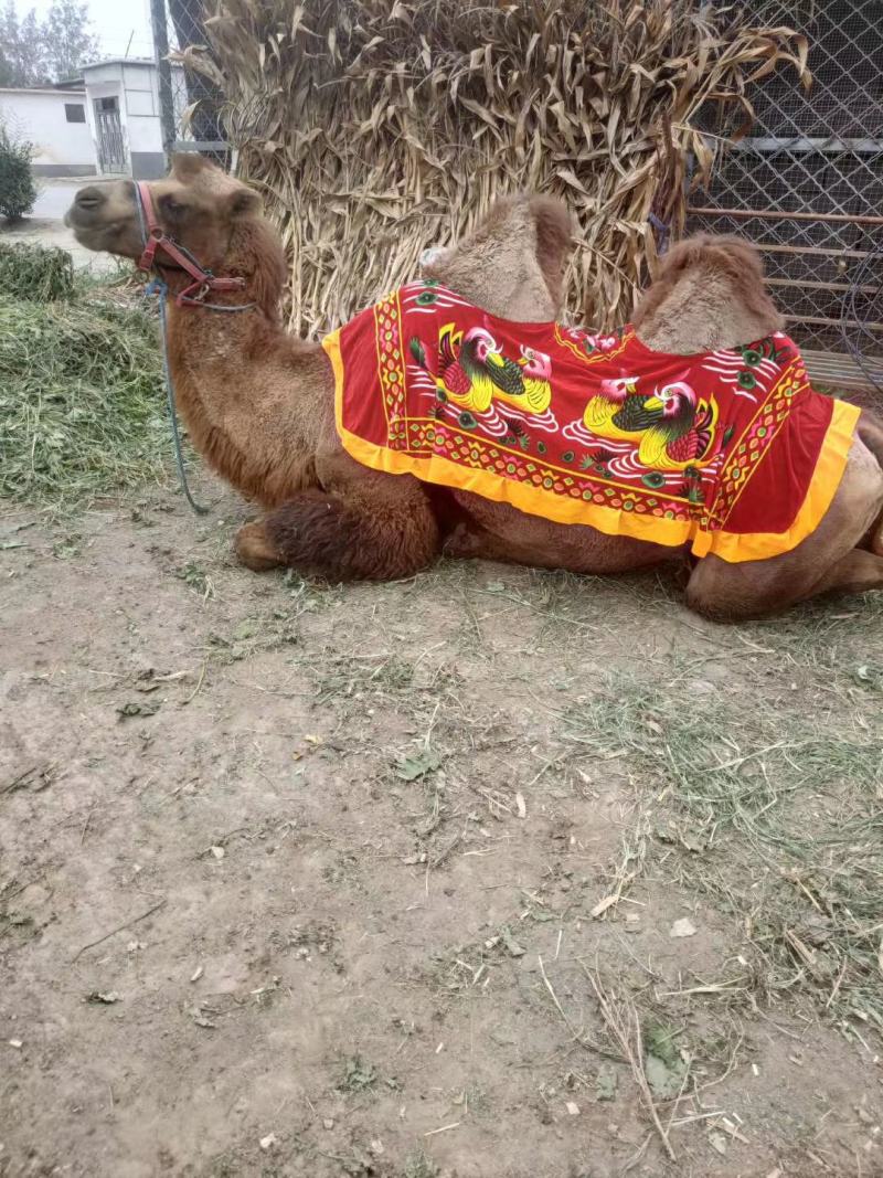 供应景区用骆驼乘骑骆驼骆驼养殖，骆驼价格