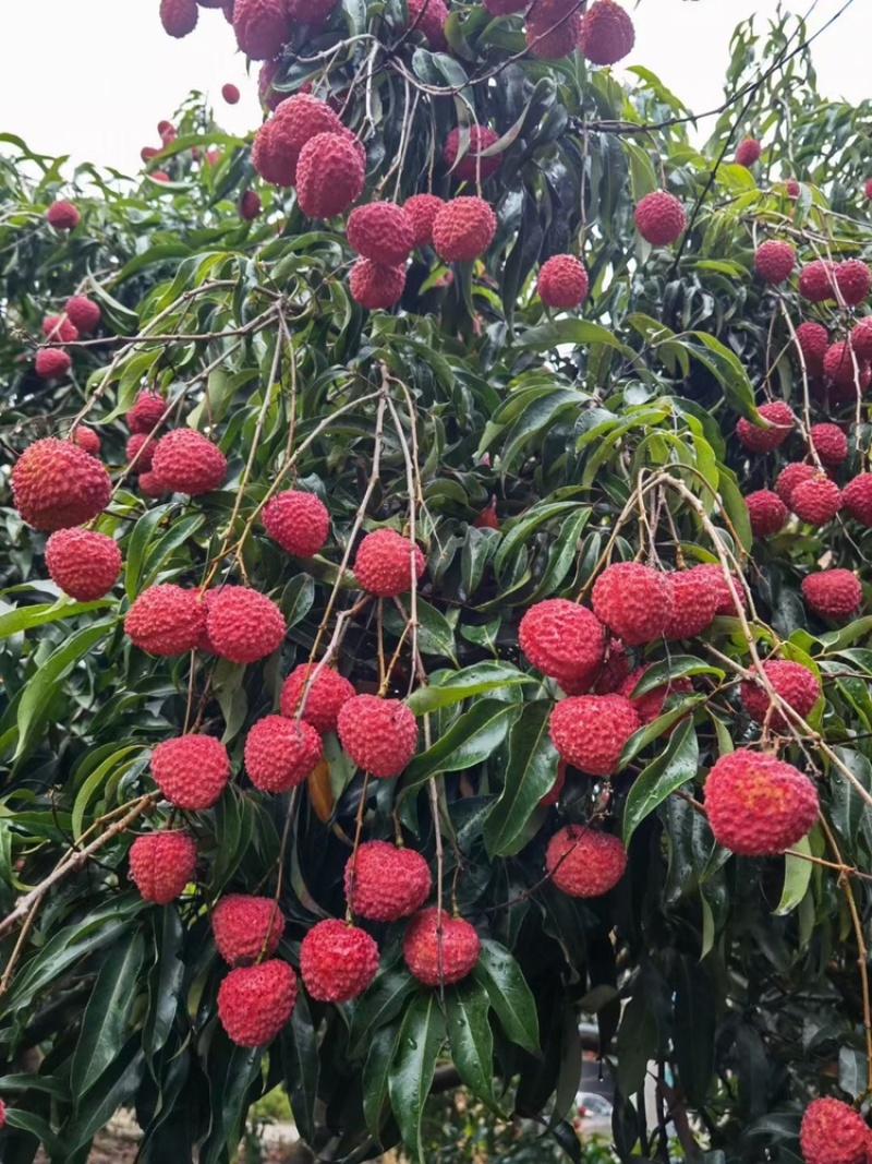 招代理，福建精品蜜丁香荔枝，肉厚核小，香甜多汁