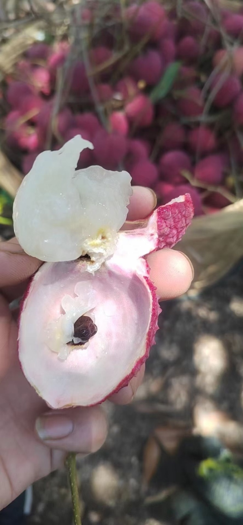 招代理，福建精品蜜丁香荔枝，肉厚核小，香甜多汁