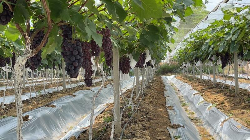 广东高州种植夏黑葡萄100亩