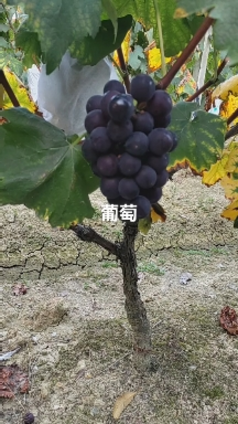巨峰葡萄口感甜