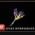 大货蓝蝴蝶花蓝蝴蝶蝶豆花花干花茶大货批发新货上市