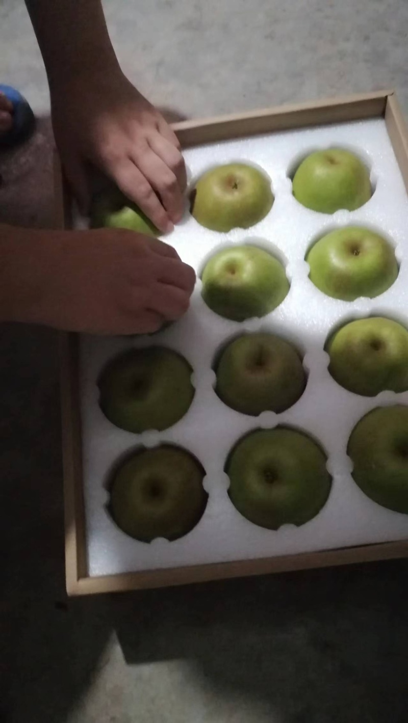 上海蜜梨翠冠梨