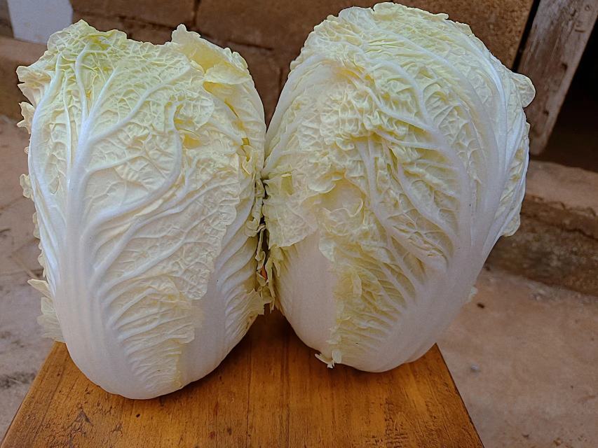 娃娃菜摆盘展示其翠绿色泽与嫩叶结构