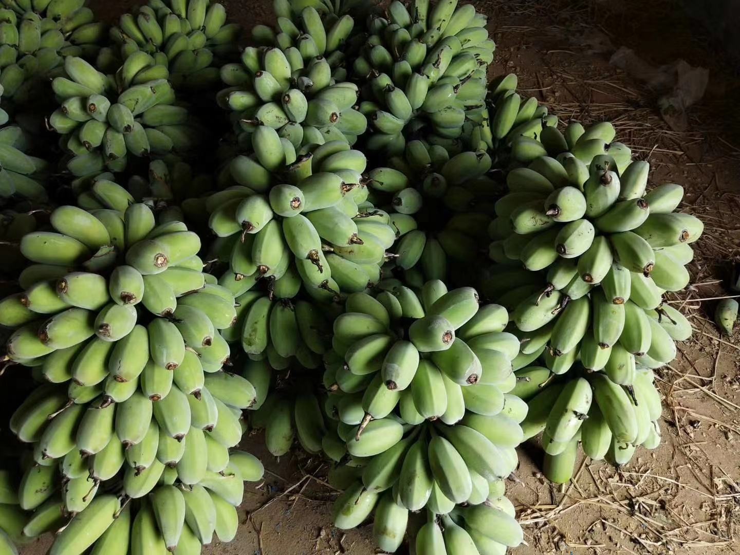 新鲜催熟香蕉实物图