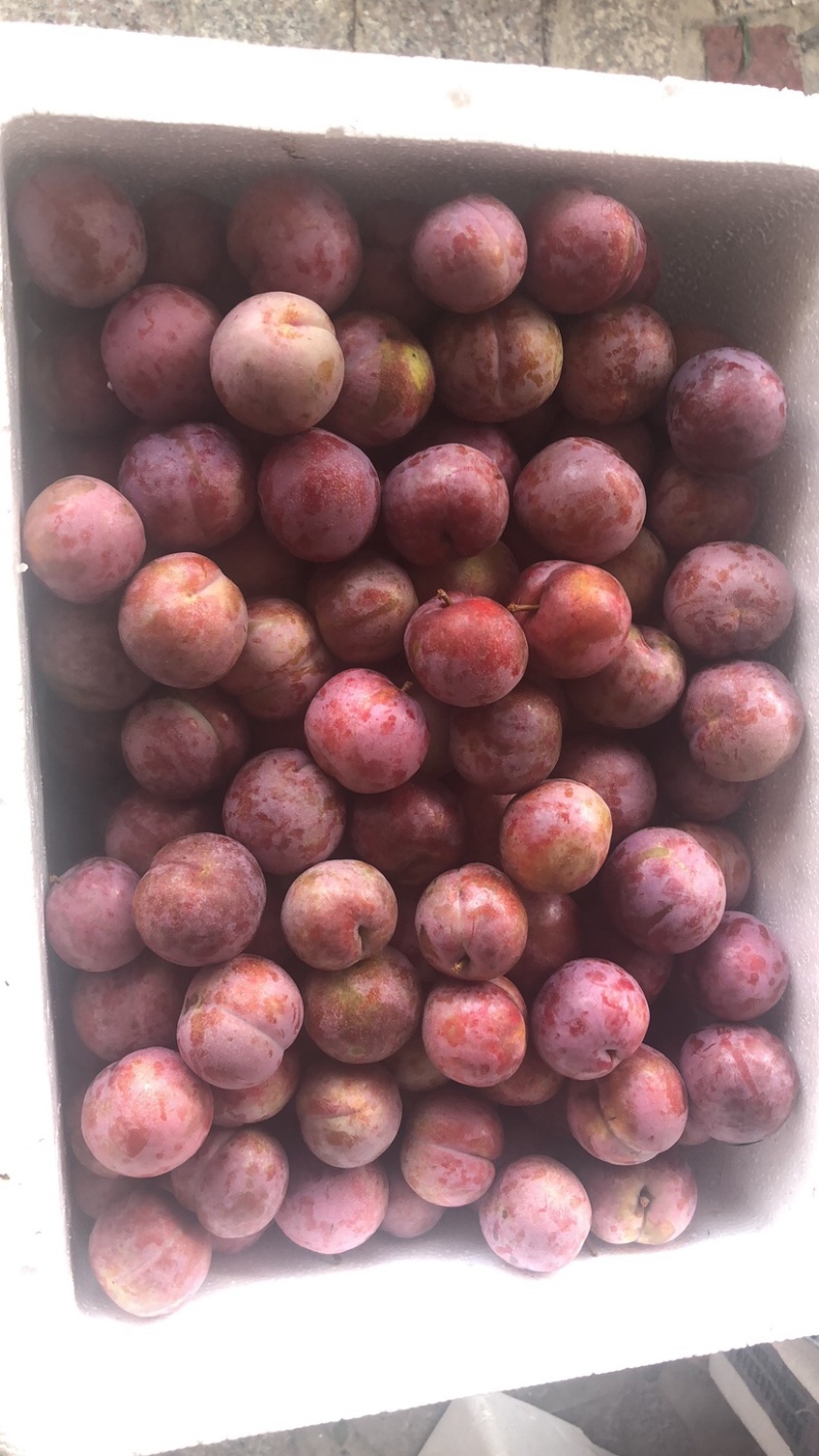 芙蓉李油奈李，可接受一件代发团购大批量批发