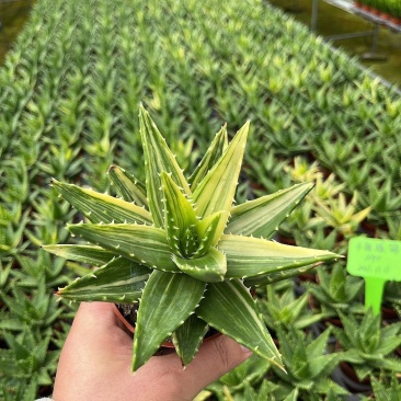 不夜城锦芦荟多肉植物盆栽办公室阳台窗台绿植花卉