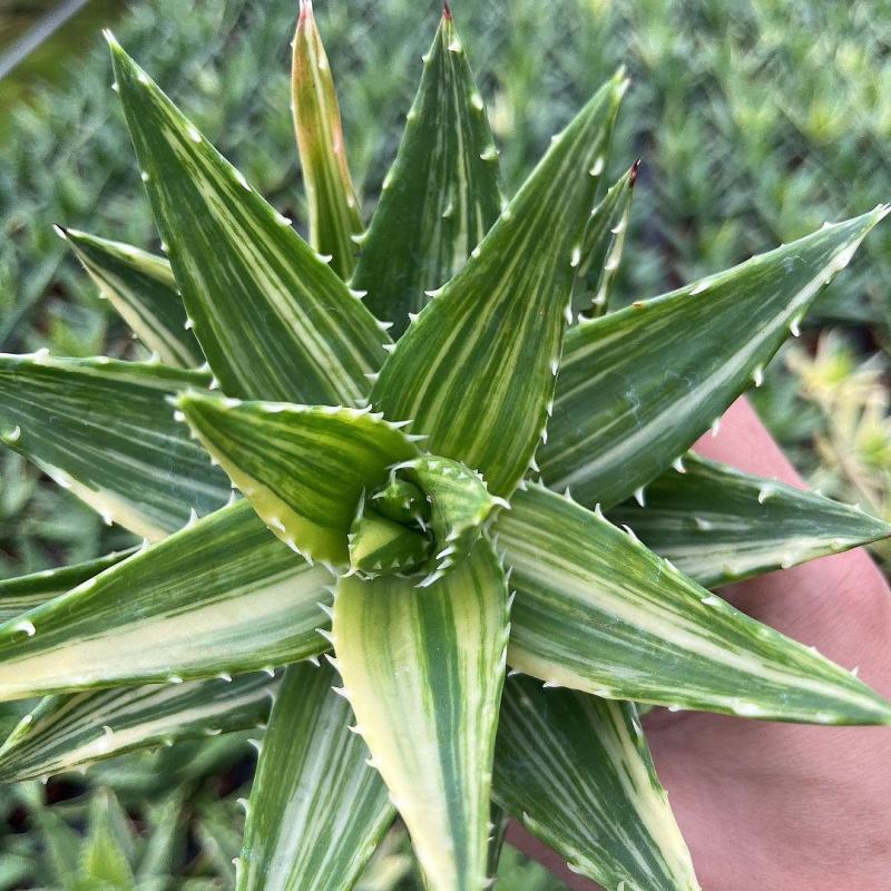不夜城锦芦荟多肉植物盆栽办公室阳台窗台绿植花卉