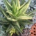 不夜城锦芦荟多肉植物盆栽办公室阳台窗台绿植花卉