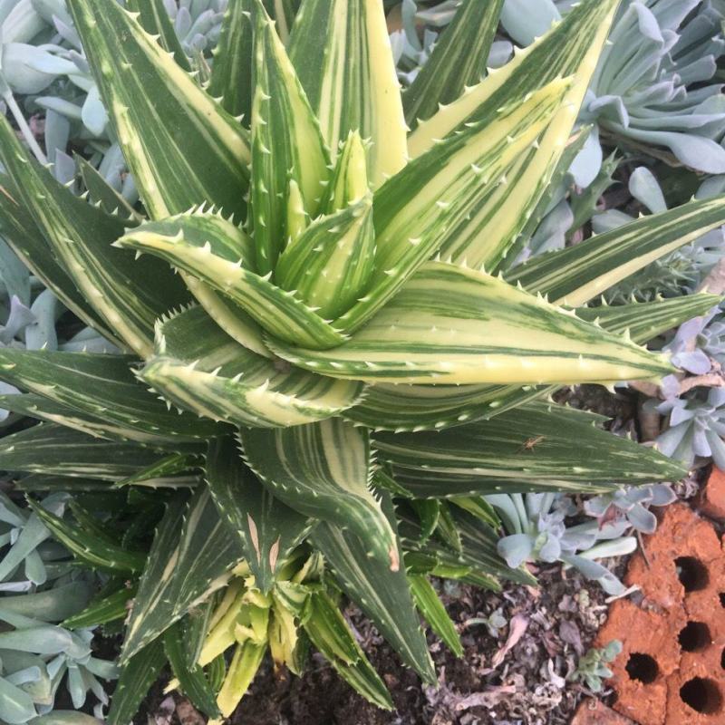 不夜城锦芦荟多肉植物盆栽办公室阳台窗台绿植花卉