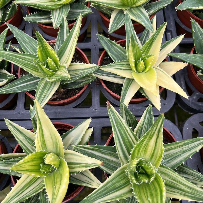 不夜城锦芦荟多肉植物盆栽办公室阳台窗台绿植花卉