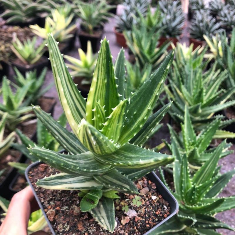 不夜城锦芦荟多肉植物盆栽办公室阳台窗台绿植花卉