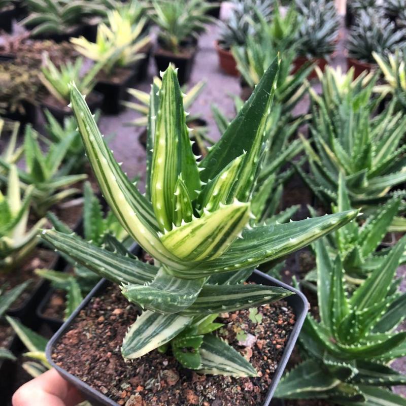 不夜城锦芦荟多肉植物盆栽办公室阳台窗台绿植花卉