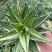 不夜城锦芦荟多肉植物盆栽办公室阳台窗台绿植花卉