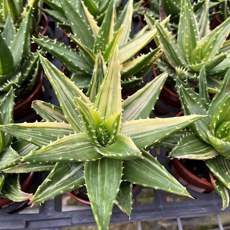 不夜城锦芦荟多肉植物盆栽办公室阳台窗台绿植花卉
